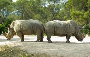 Ces deux rhinocéros, dos-à-dos et s'observant du coin de l'oeil, illustrent parfaitement notre abêtissement collectif, orchestré par le marketing numérique pour favoriser ses annonceurs